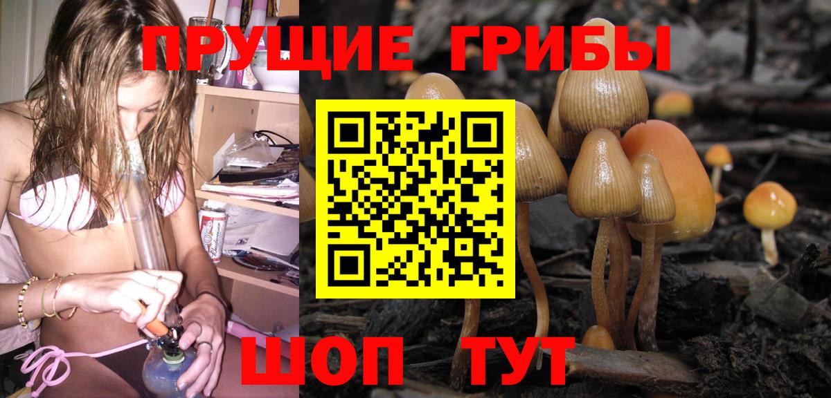 Галлюциногенные грибы Psilocybine cubensis  Вход с VPN  Гатчина  Псилоцибиновые грибы GOLDEN TEACHER 